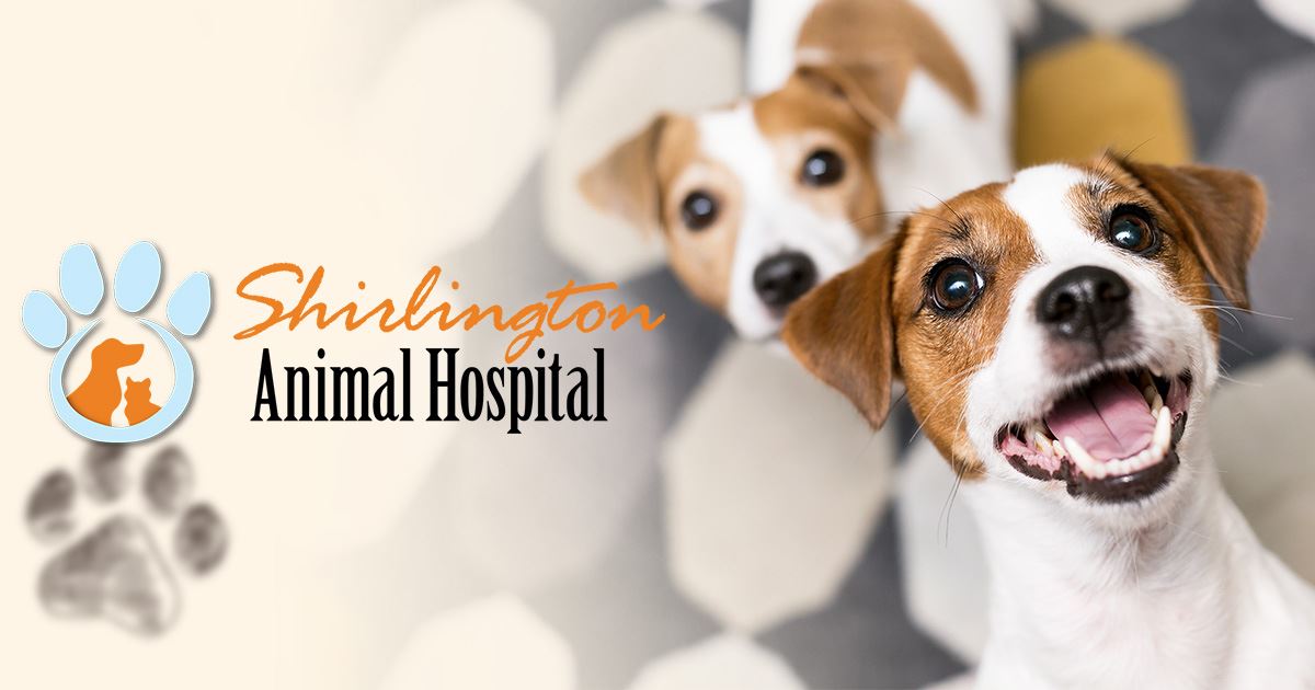 Shirlington Animal Hospital