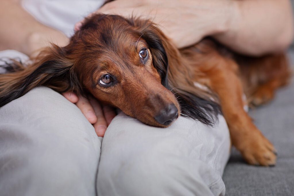 treatment for sick dog