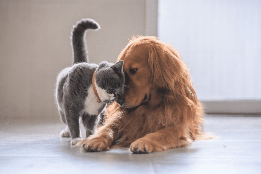 Gray and white cat nuzzling the face of a golden retriever while waiting on their veterinarian.